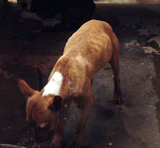 Other Photos of thie Dog