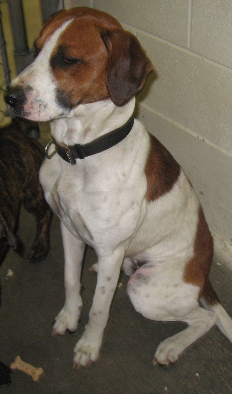 Other Photos of thie Dog