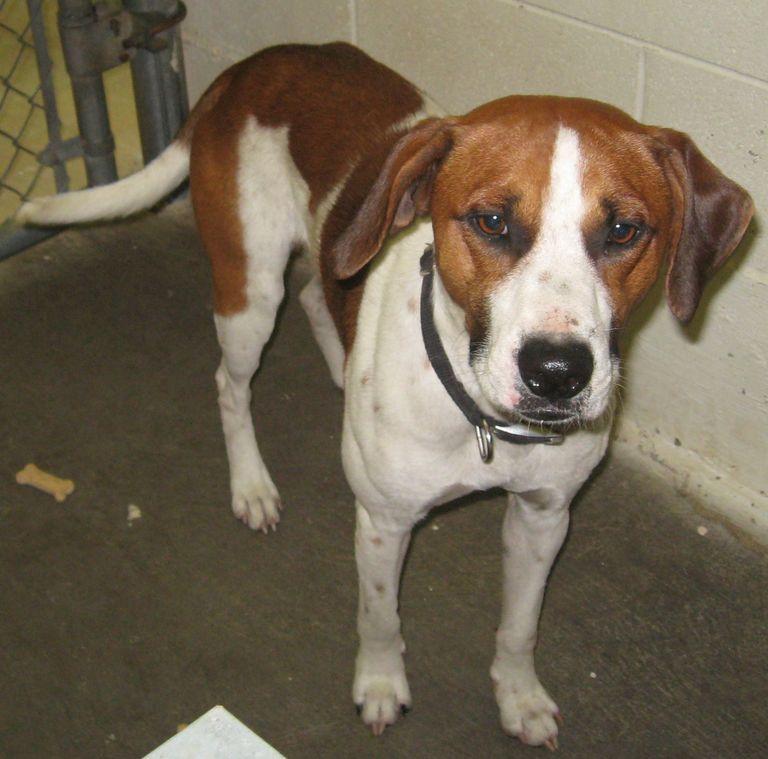Other Photos of thie Dog