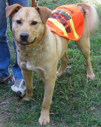 Other Photos of thie Dog