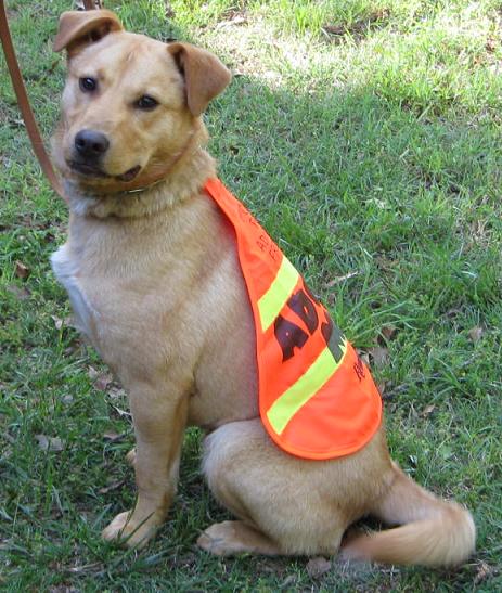 Other Photos of thie Dog