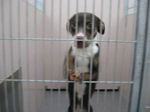 Other Photos of thie Dog