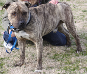 Other Photos of thie Dog