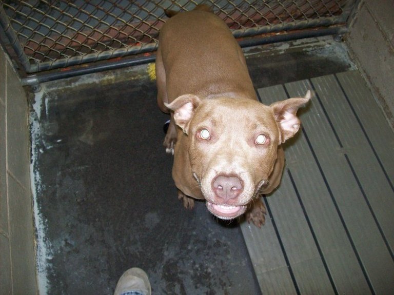 Other Photos of thie Dog
