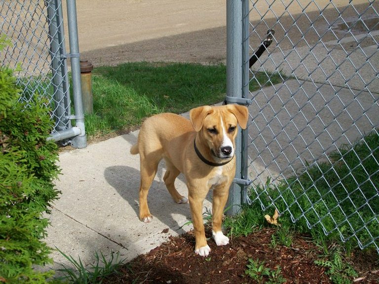 Other Photos of thie Dog