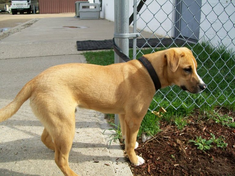 Other Photos of thie Dog