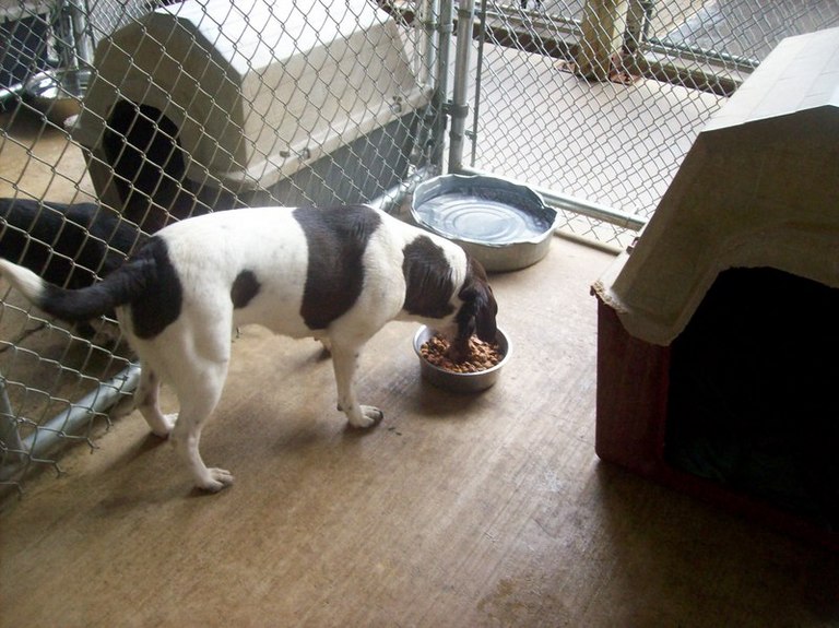 Other Photos of thie Dog