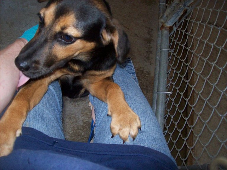 Other Photos of thie Dog