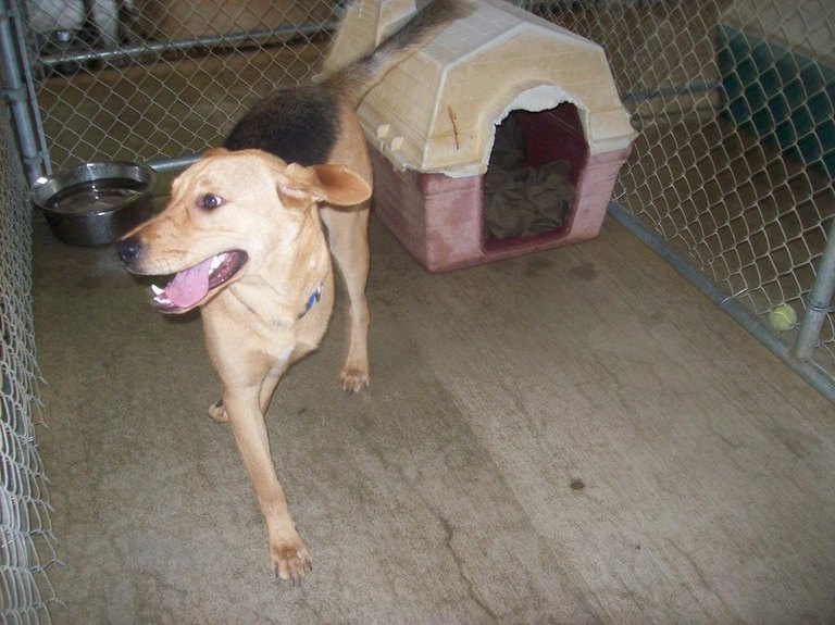 Other Photos of thie Dog