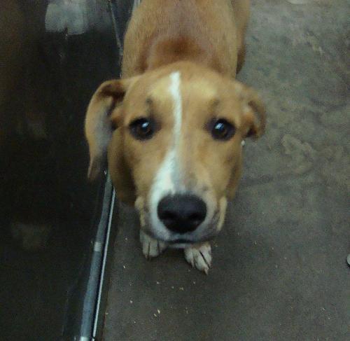Main Photo of this Dog