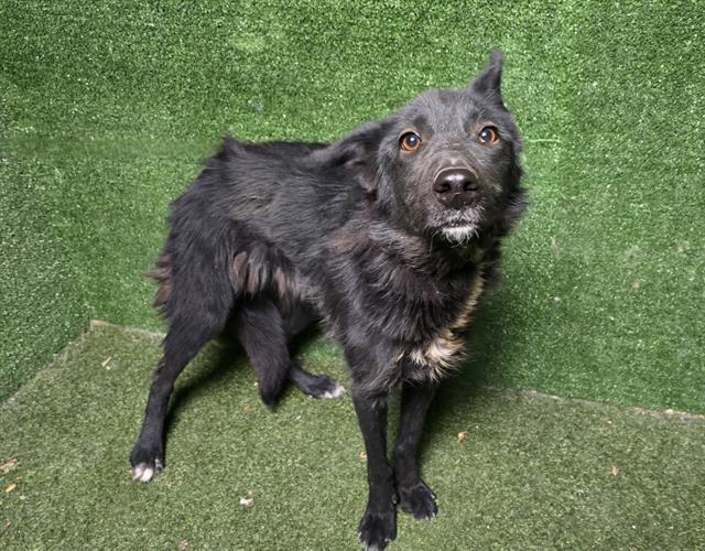 Main Photo of this Dog