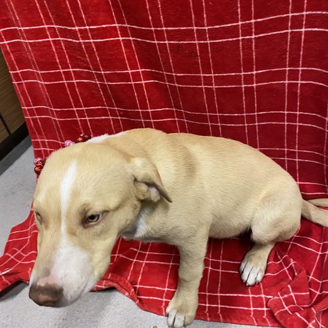 Other Photos of thie Dog