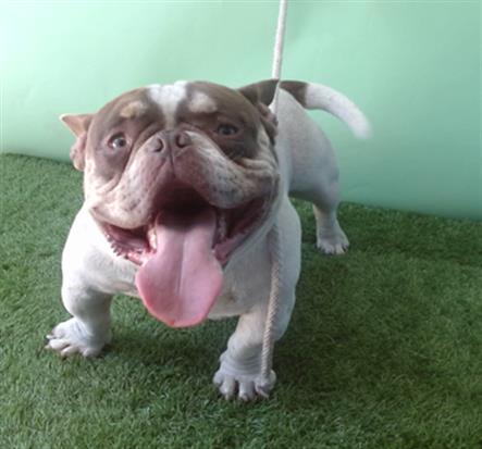 Main Photo of this Dog