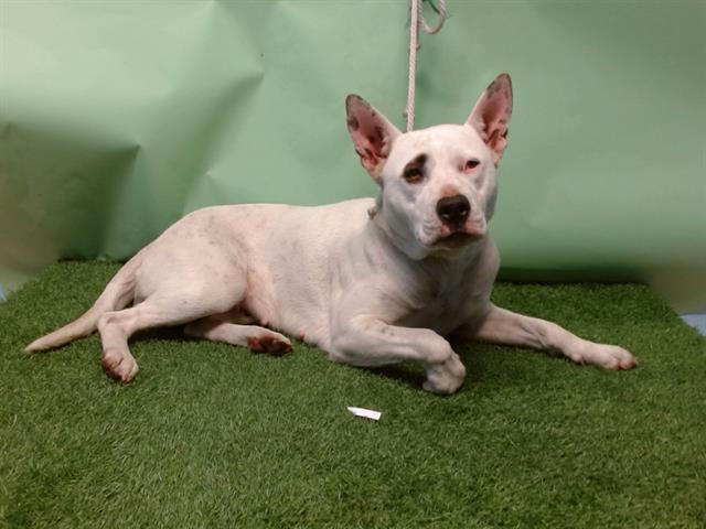 Main Photo of this Dog
