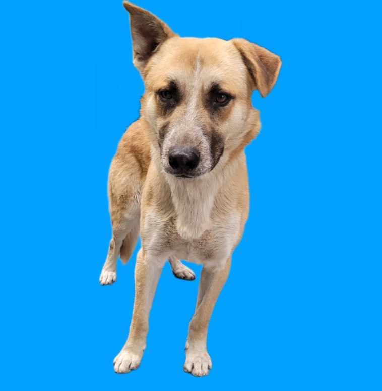 Baltazar, a German Shepherd, available for adoption