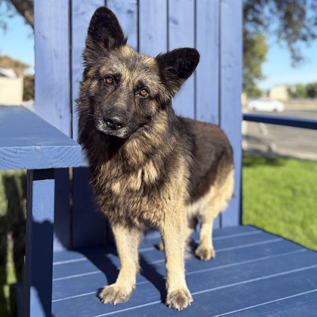 DogInDanger of Being Killed