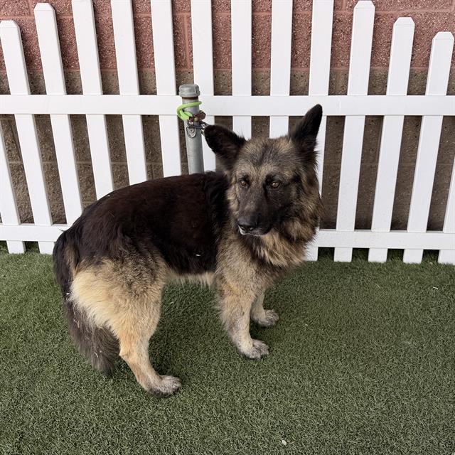 Other Photos of thie Dog