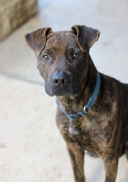 Champ, a Retriever, available for adoption