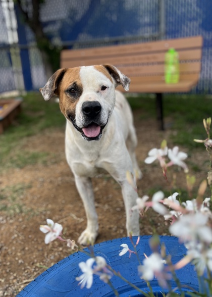 Baron, a Pit Bull Terrier, available for adoption