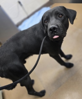 Adoptable pet photo