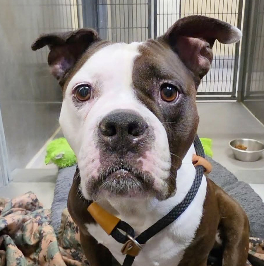 Ivy, a American Bulldog, available for adoption