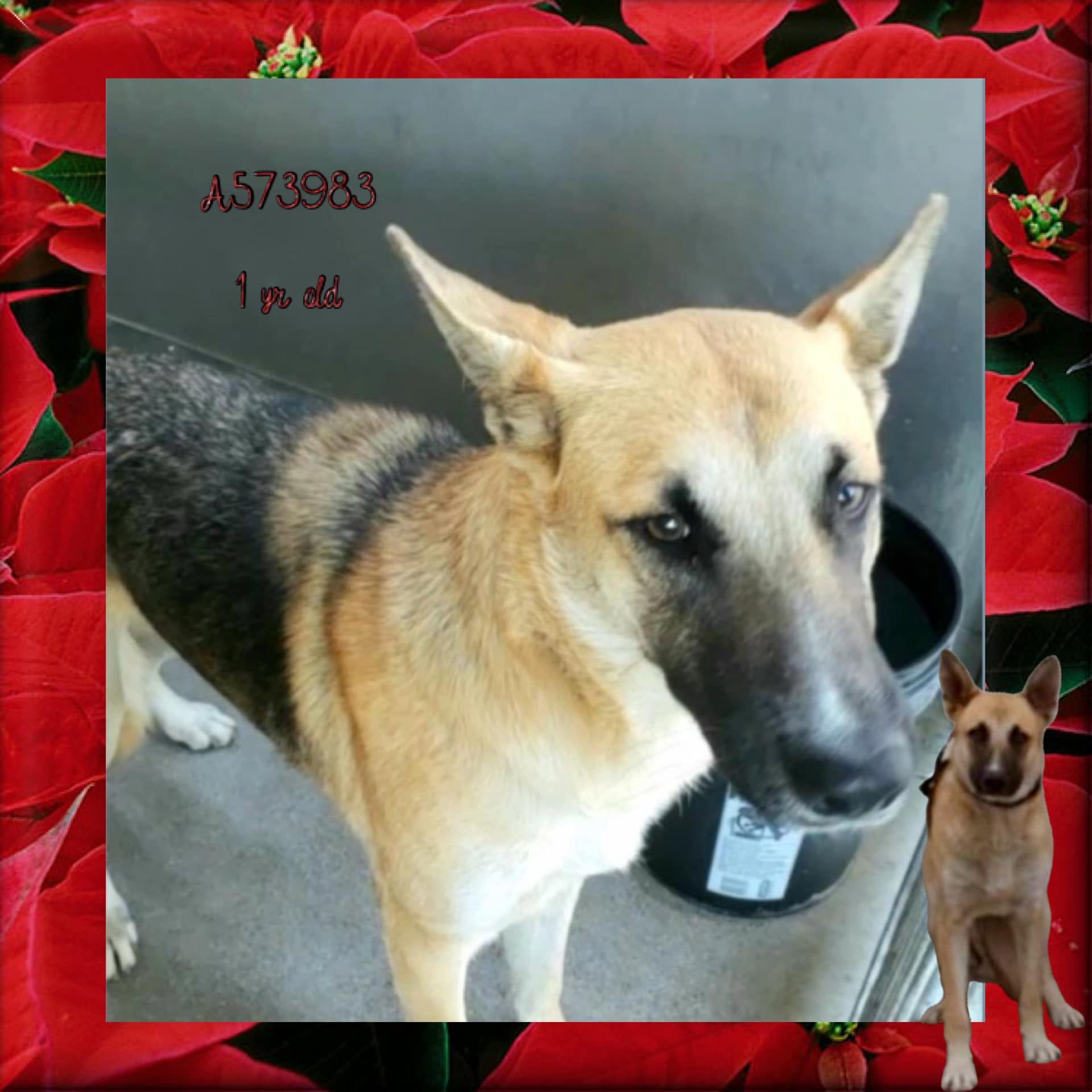 Jovie, a Belgian Shepherd Malinois (mix breed), available for adoption