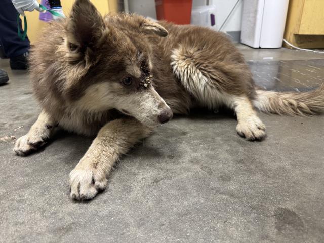 Franny, a Siberian Husky, available for adoption