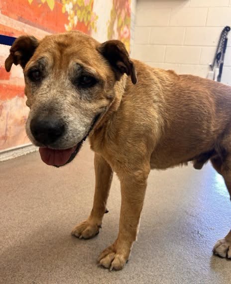 Jake, a German Shepherd (mix breed), available for adoption