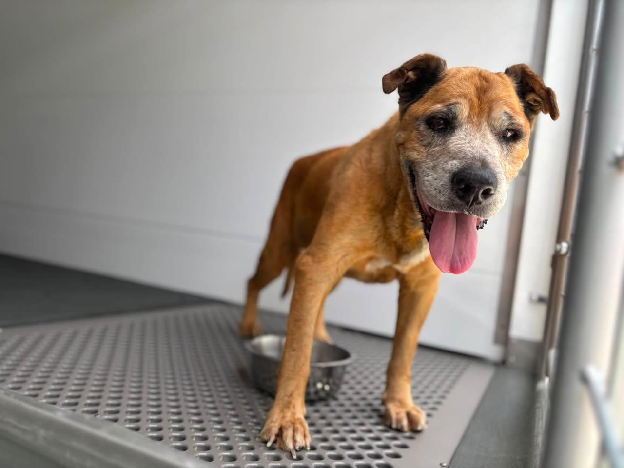 Jake, a German Shepherd (mix breed), available for adoption
