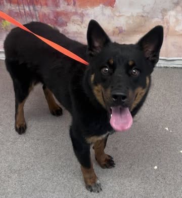 Marnie, a Shiba Inu (mix breed), available for adoption
