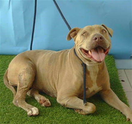 Ruby, a Pit Bull Terrier, available for adoption