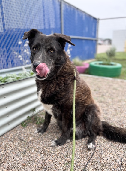 Lyle Lyle Crocodile, a Shepherd, available for adoption