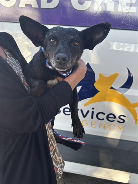 Guac, a Chihuahua, available for adoption