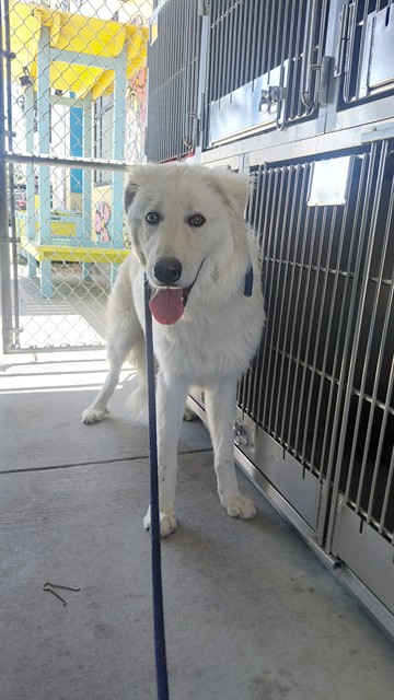 A5792168, a Great Pyrenees, available for adoption