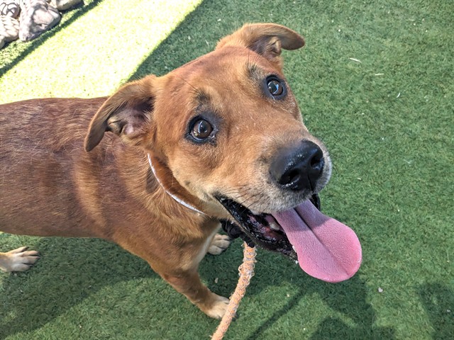 Braxton, a Labrador Retriever (mix breed), available for adoption