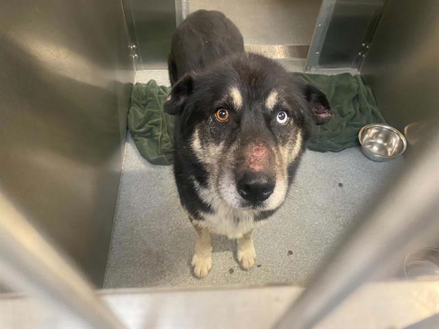 Ace, a Husky (mix breed), available for adoption