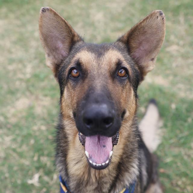 Ontario, a German Shepherd (mix breed), available for adoption