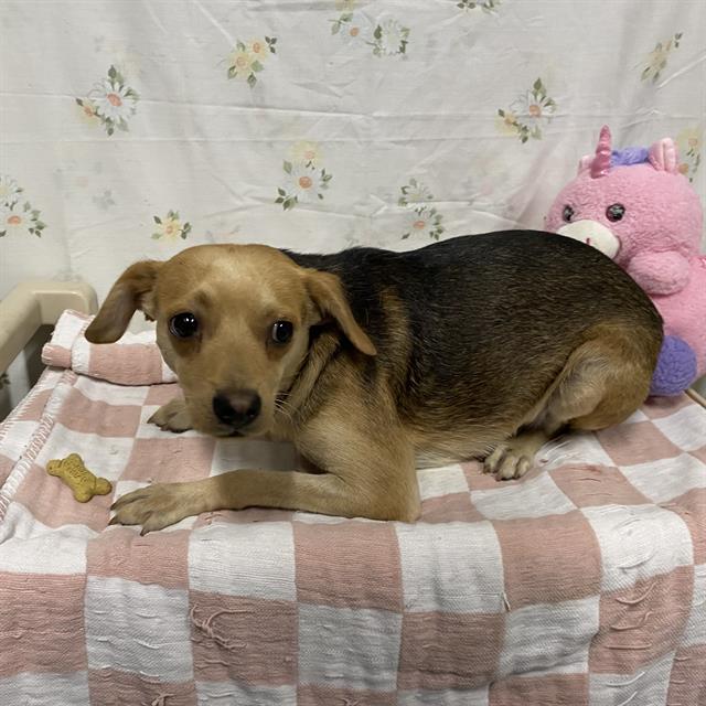 Chris Chmura, a Chihuahua, available for adoption