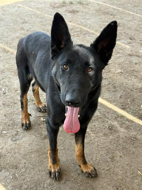 Gio, a Shepherd (mix breed), available for adoption