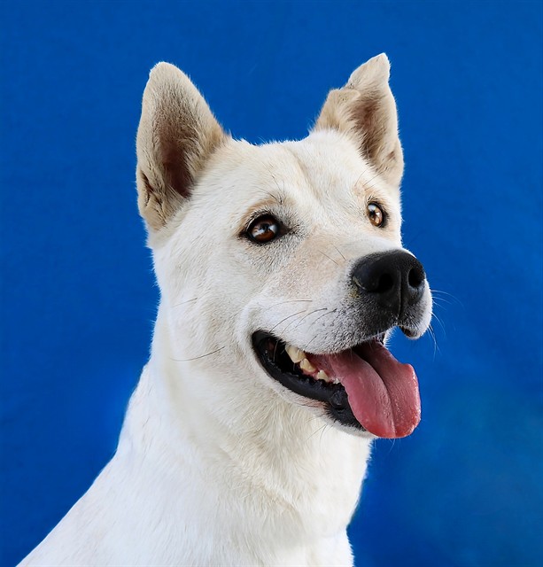 Linda, a Labrador Retriever, available for adoption