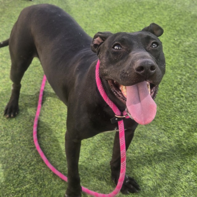 Adoptable pet photo