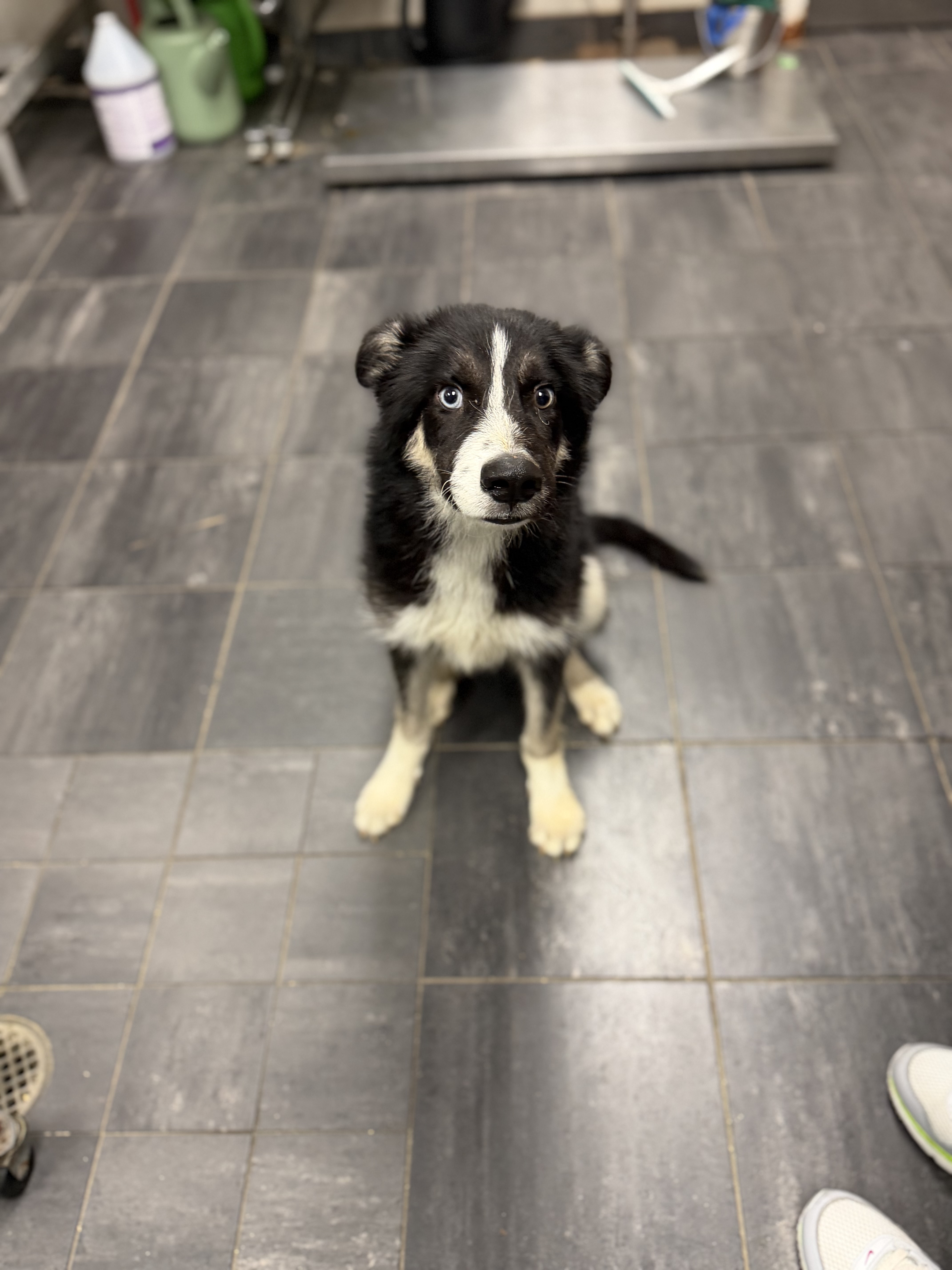 Adoptable pet photo