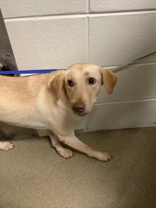Adoptable pet photo