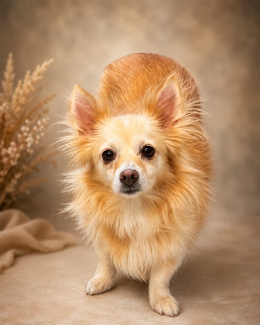 Adoptable pet photo