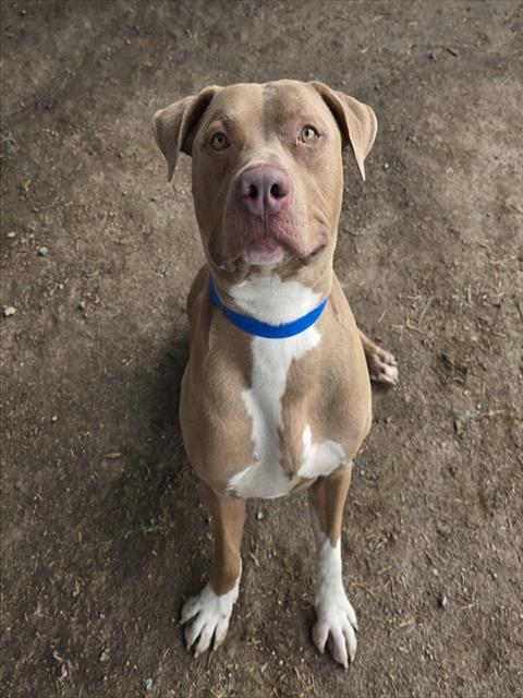 Adoptable pet photo