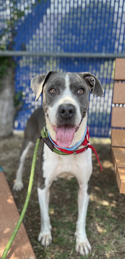 Bridgette, a Pit Bull Terrier, available for adoption