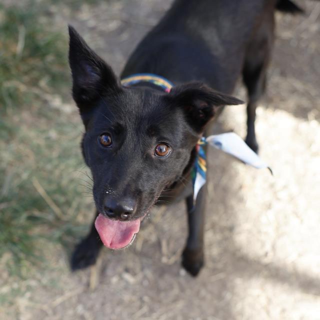 Ob La Di, a Australian Kelpie, available for adoption