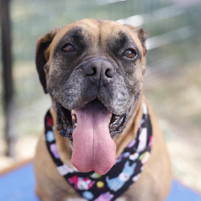 Poppy, a Boxer (mix breed), available for adoption