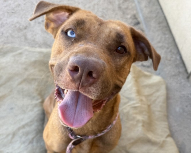 Emjay, a Pit Bull Terrier, available for adoption