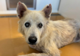 A597046, a Siberian Husky, available for adoption
